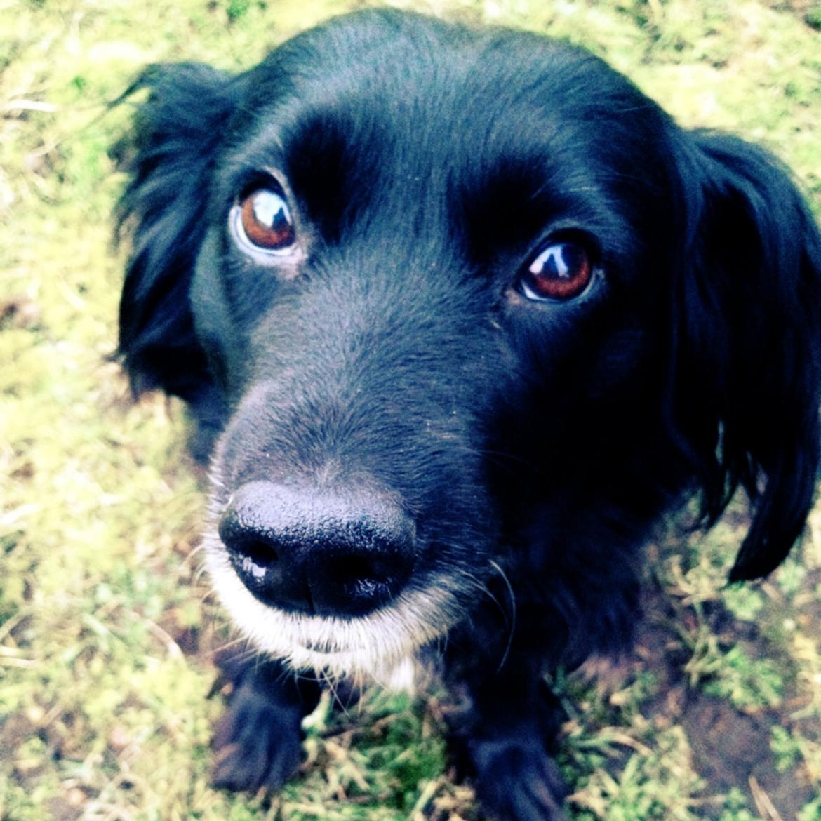 Blanding af racer Neja (R.I.P) billede 20