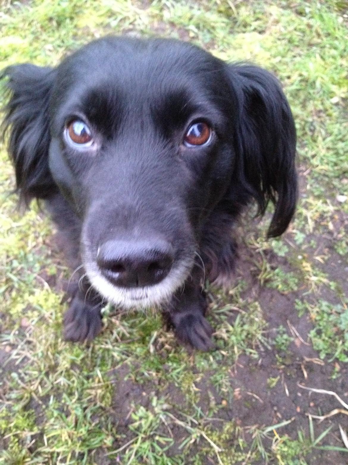 Blanding af racer Neja (R.I.P) billede 21