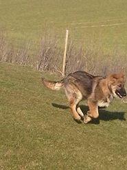 Schæferhund kento billede 3