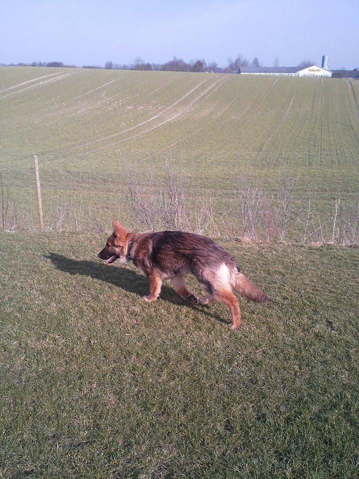 Schæferhund kento billede 2