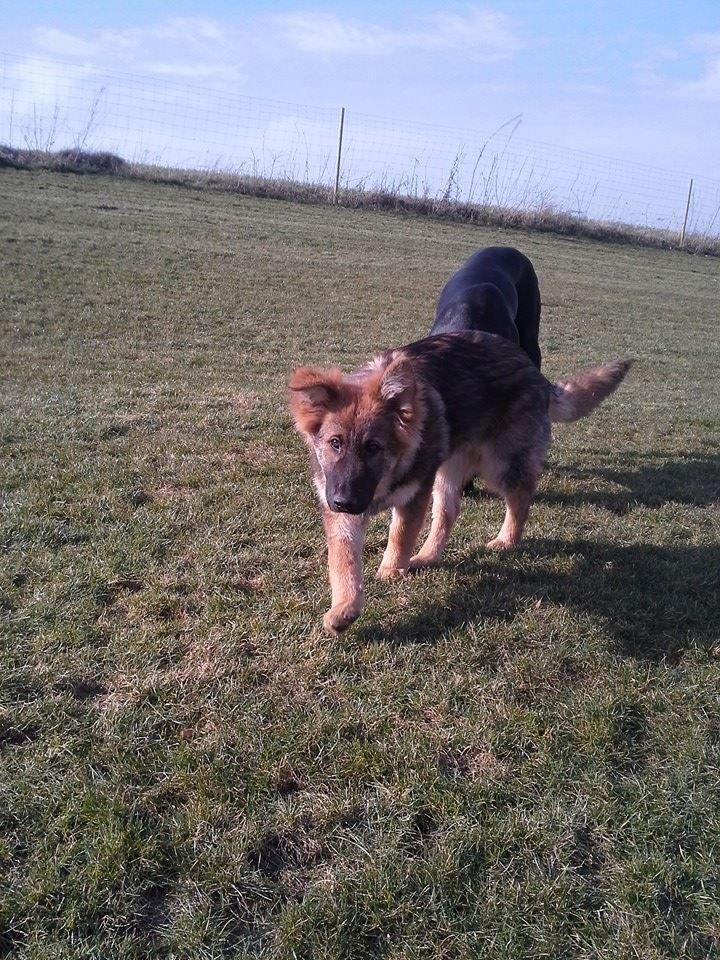 Schæferhund kento billede 4