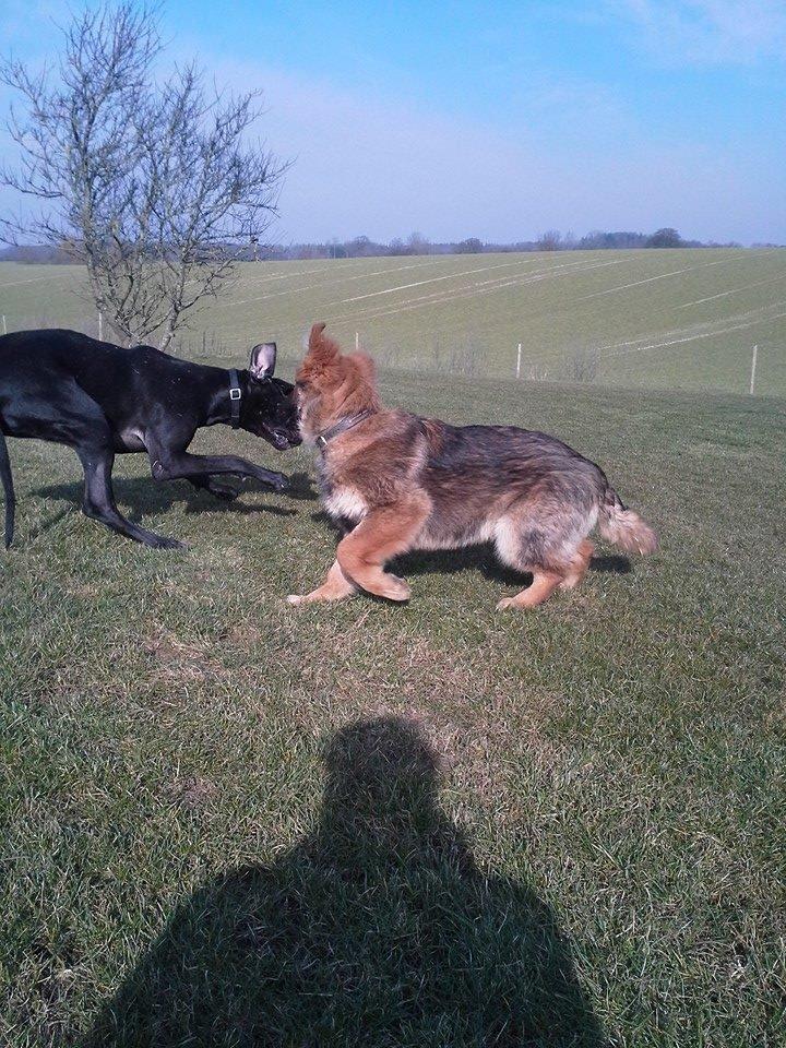 Schæferhund kento billede 5