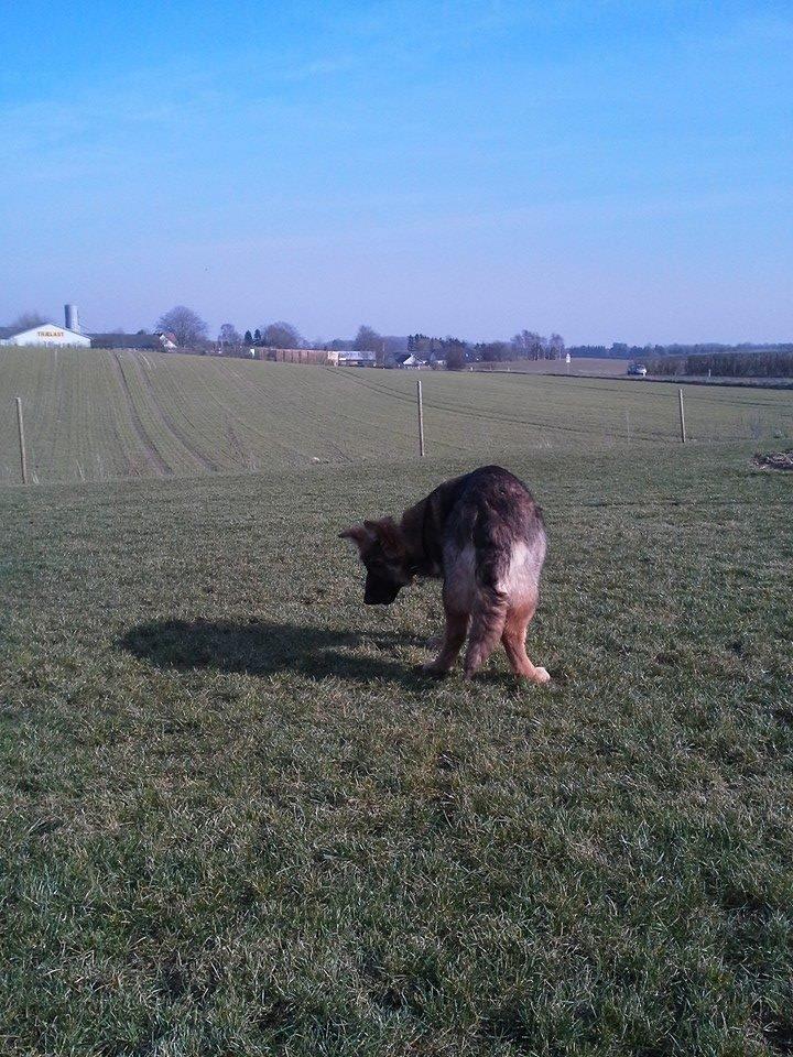 Schæferhund kento billede 6