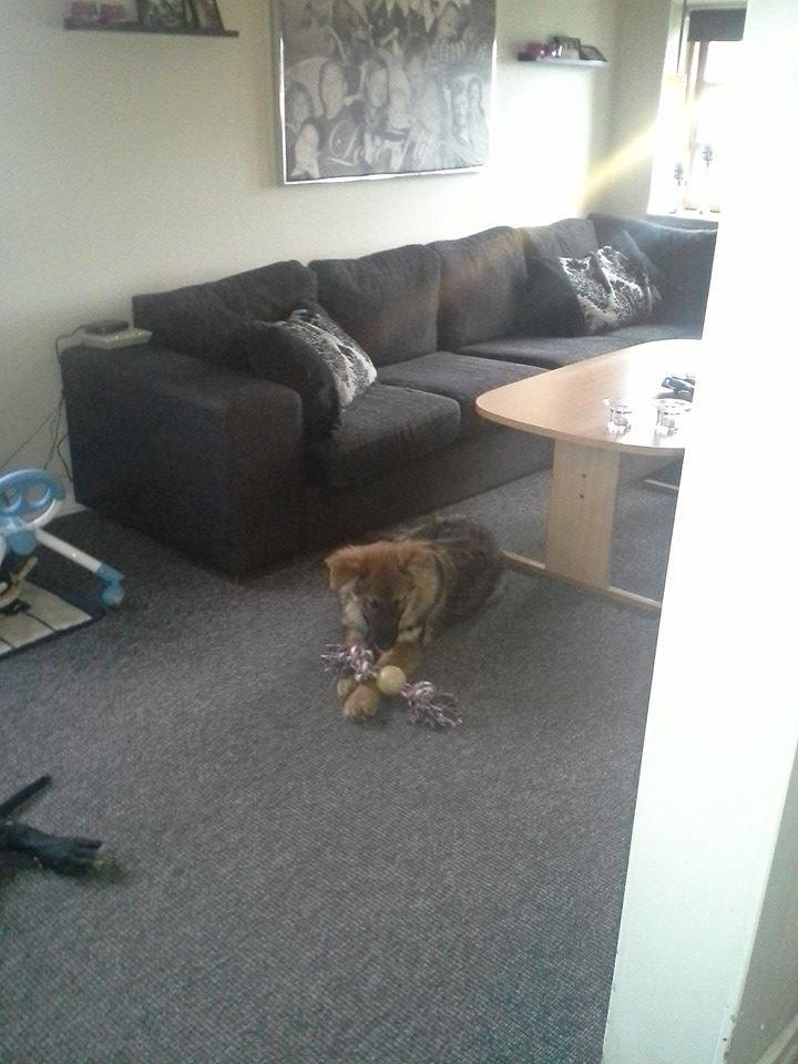 Schæferhund kento billede 1