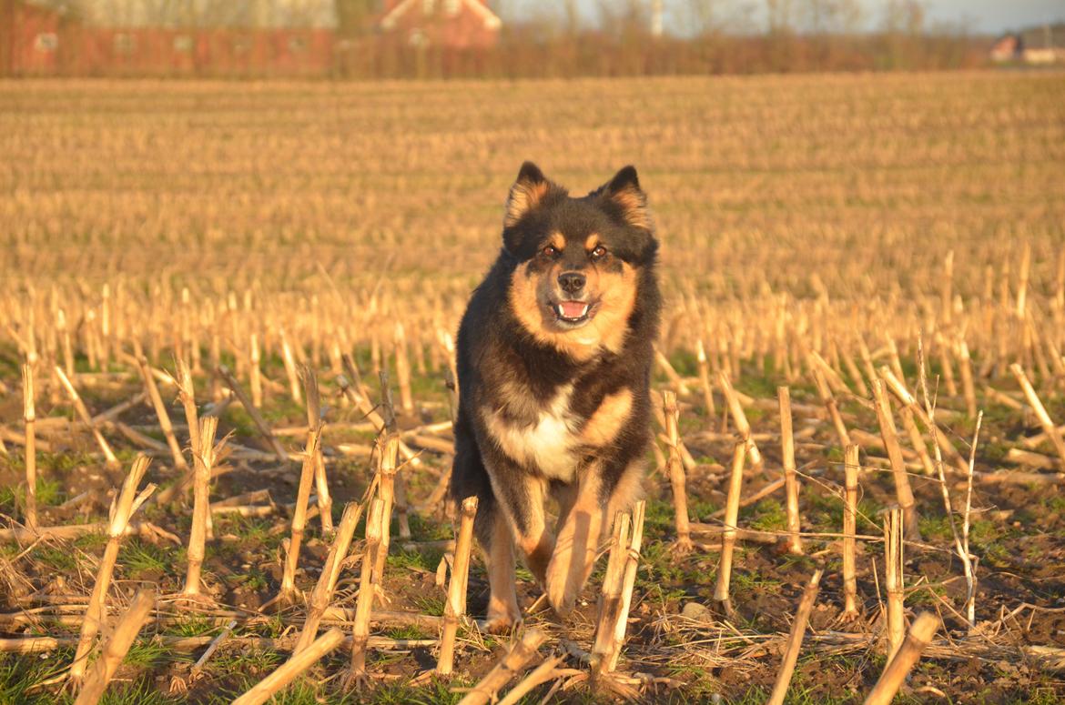Finsk lapphund DKCH Fjällfarmens Oliwia - Skønne, dejlige Ollie! billede 19