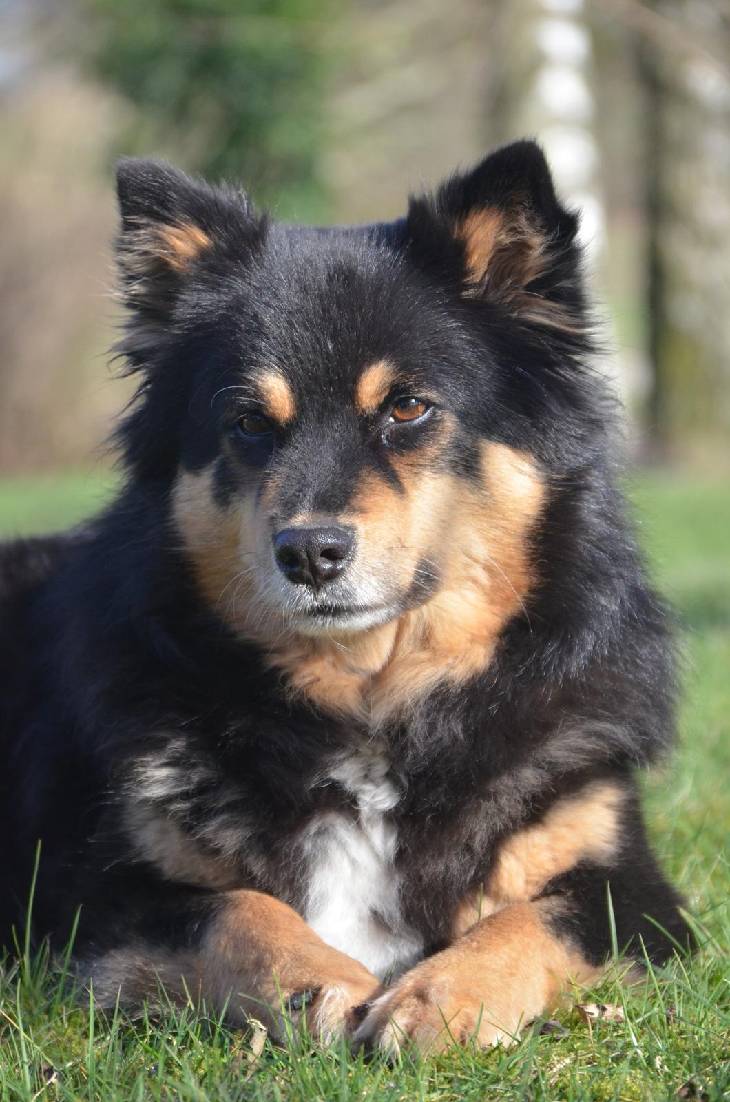 Finsk lapphund DKCH Fjällfarmens Oliwia - Dejlige Ollie - Snart 6 år ung <3 billede 18