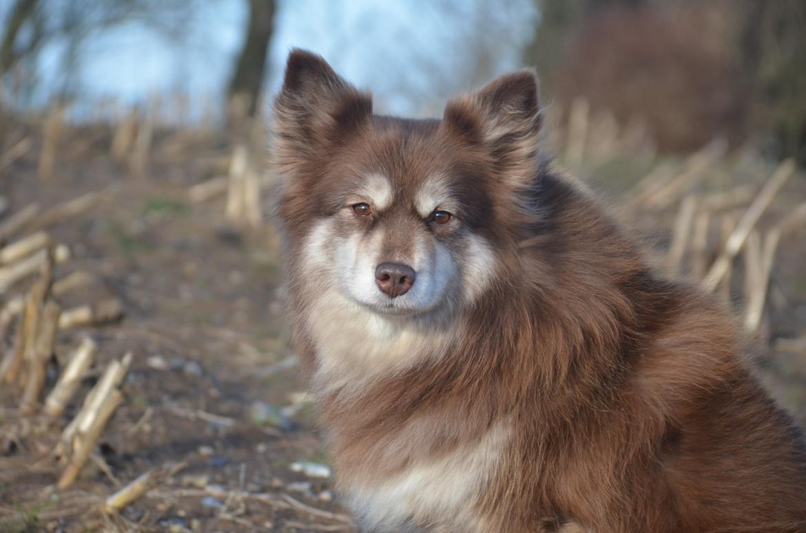 Finsk lapphund Fjällfarmens Qikki - Baby<3 billede 13