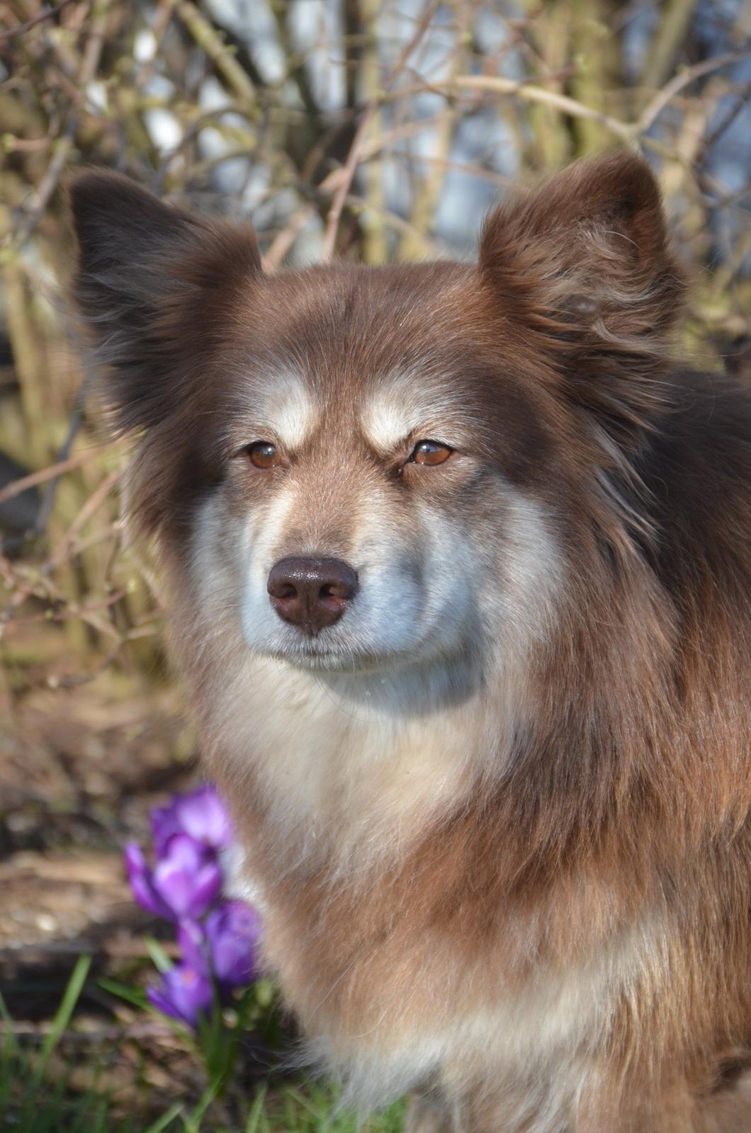 Finsk lapphund Fjällfarmens Qikki - Skønne Qira-baby! billede 14