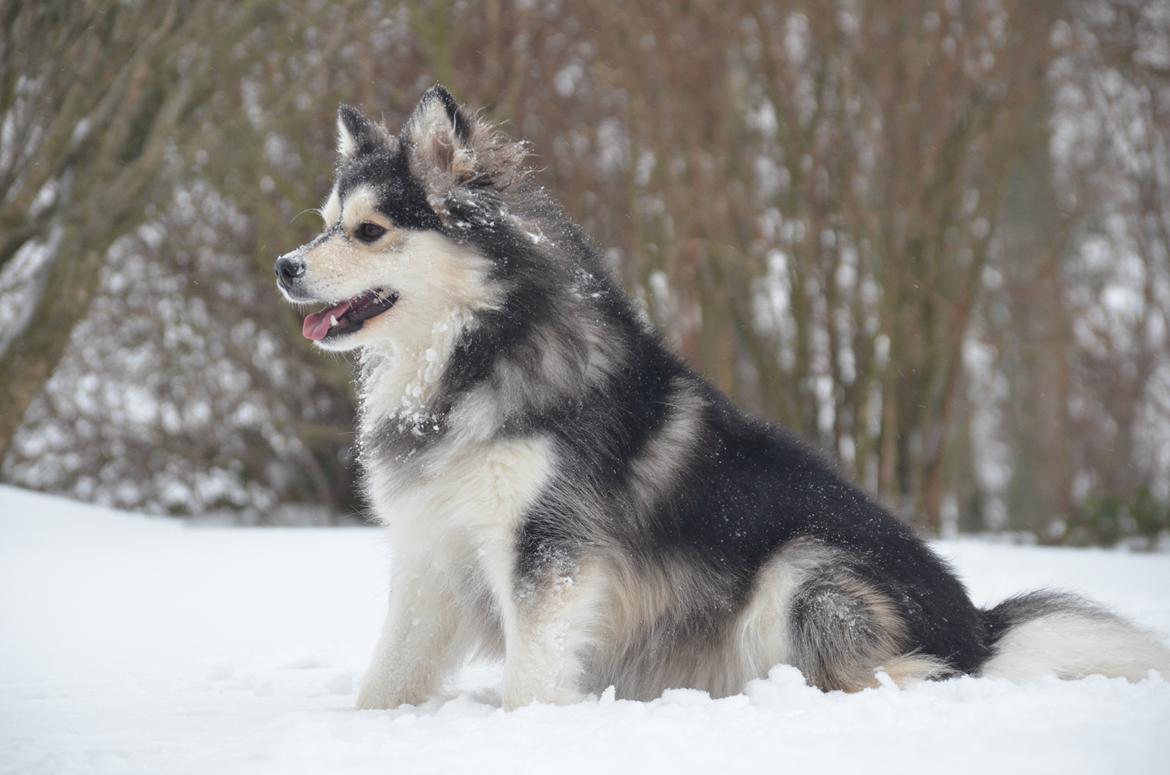 Finsk lapphund DKCH Lapinkaunis Mystique - Dejlige My! billede 12