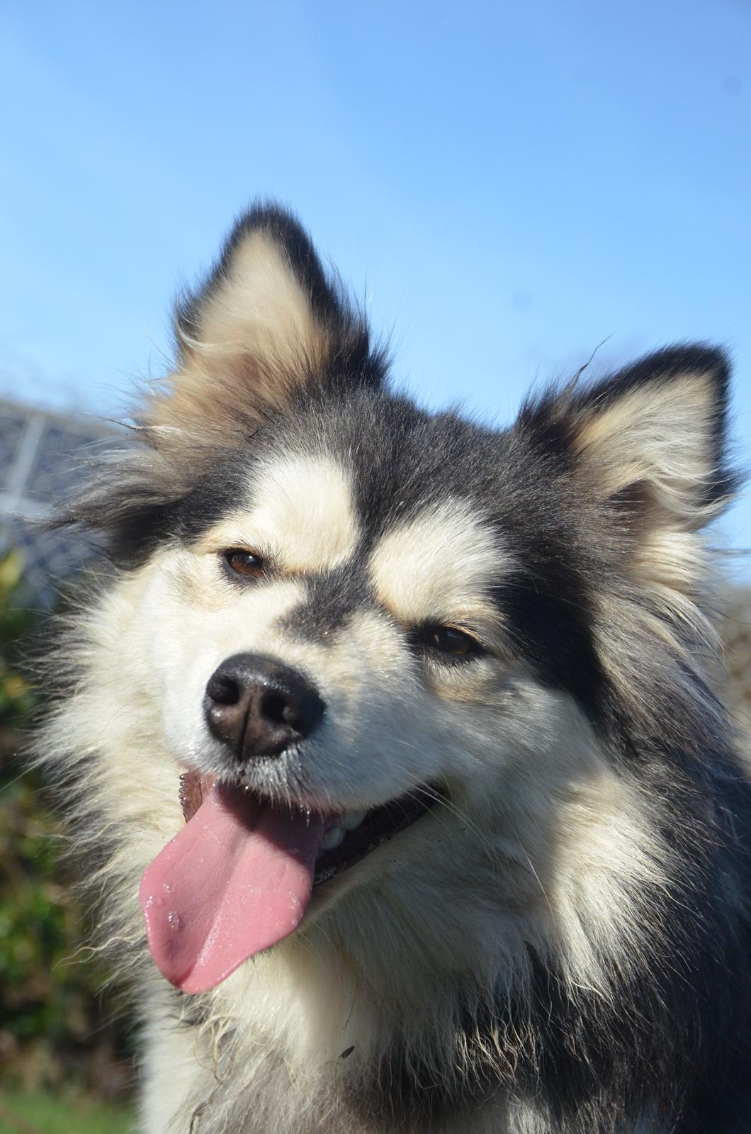 Finsk lapphund DKCH Lapinkaunis Mystique - Glad, træt pige <3 billede 14