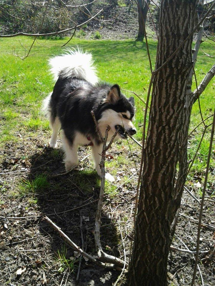 Finsk lapphund gottorps Ussi (kaldt: Bertha) billede 25