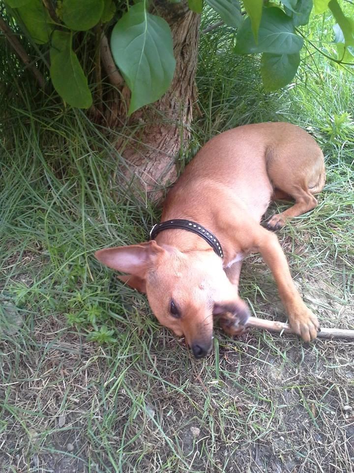 Chihuahua vera billede 40