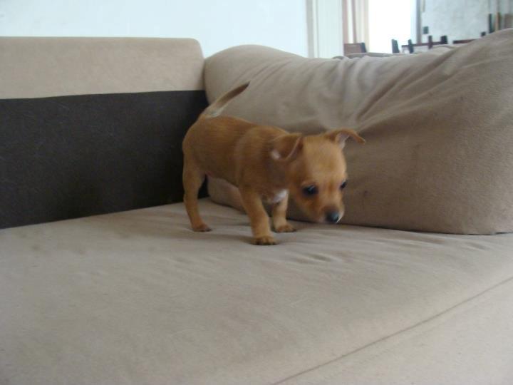 Chihuahua vera billede 41