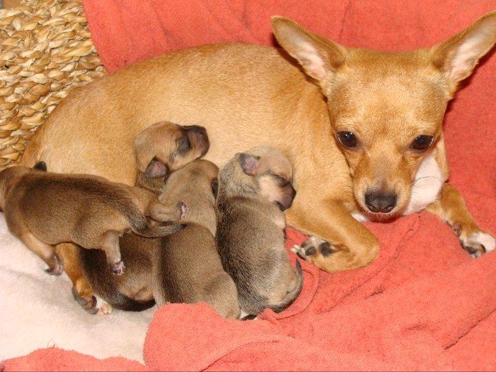 Chihuahua vera billede 11