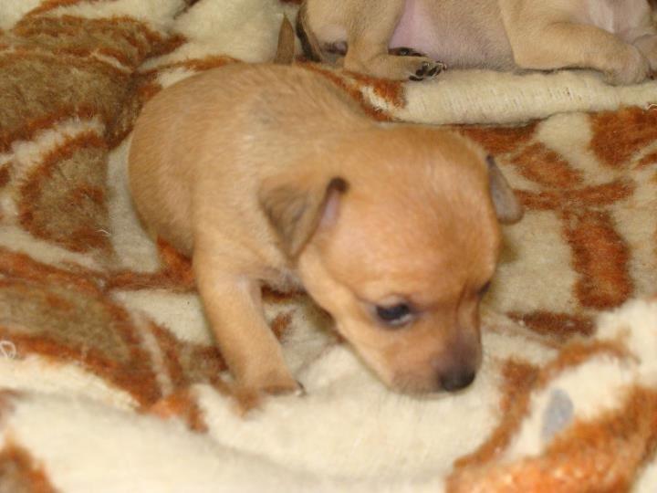 Chihuahua vera billede 29