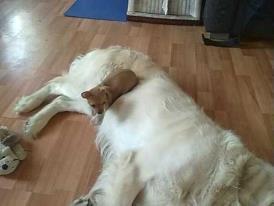 Chihuahua vera billede 12