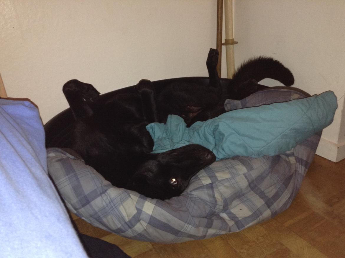 Schæferhund LP's Evita "Shiva" billede 14