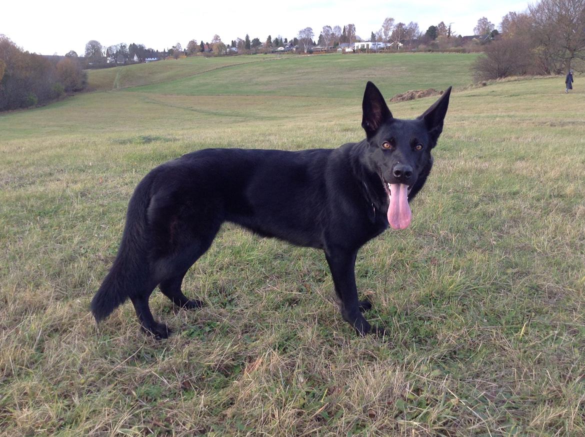Schæferhund LP's Evita "Shiva" billede 6