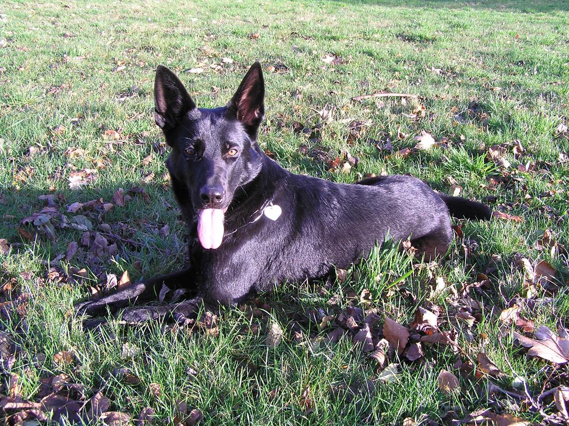 Schæferhund LP's Evita "Shiva" billede 8