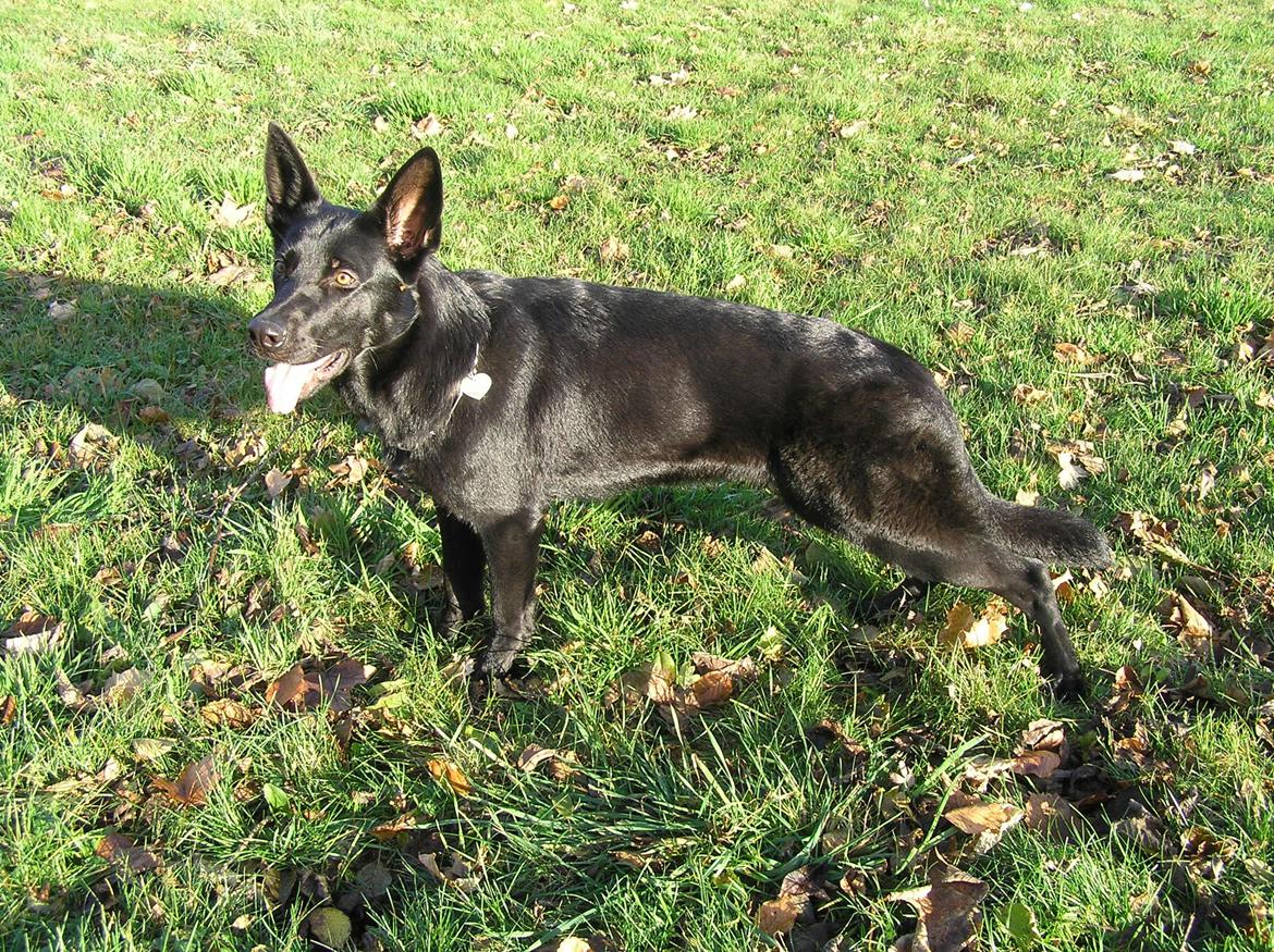 Schæferhund LP's Evita "Shiva" billede 9