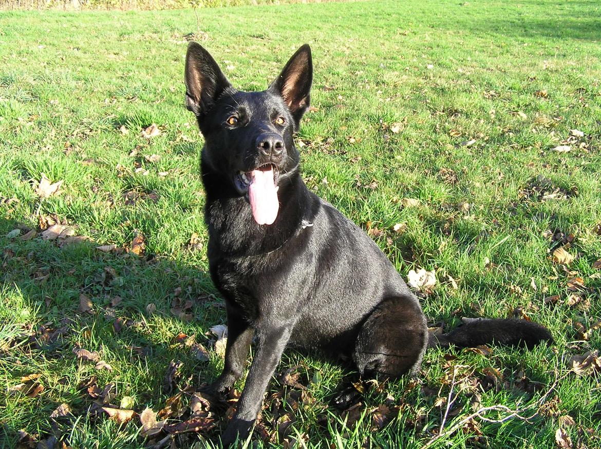 Schæferhund LP's Evita "Shiva" billede 10