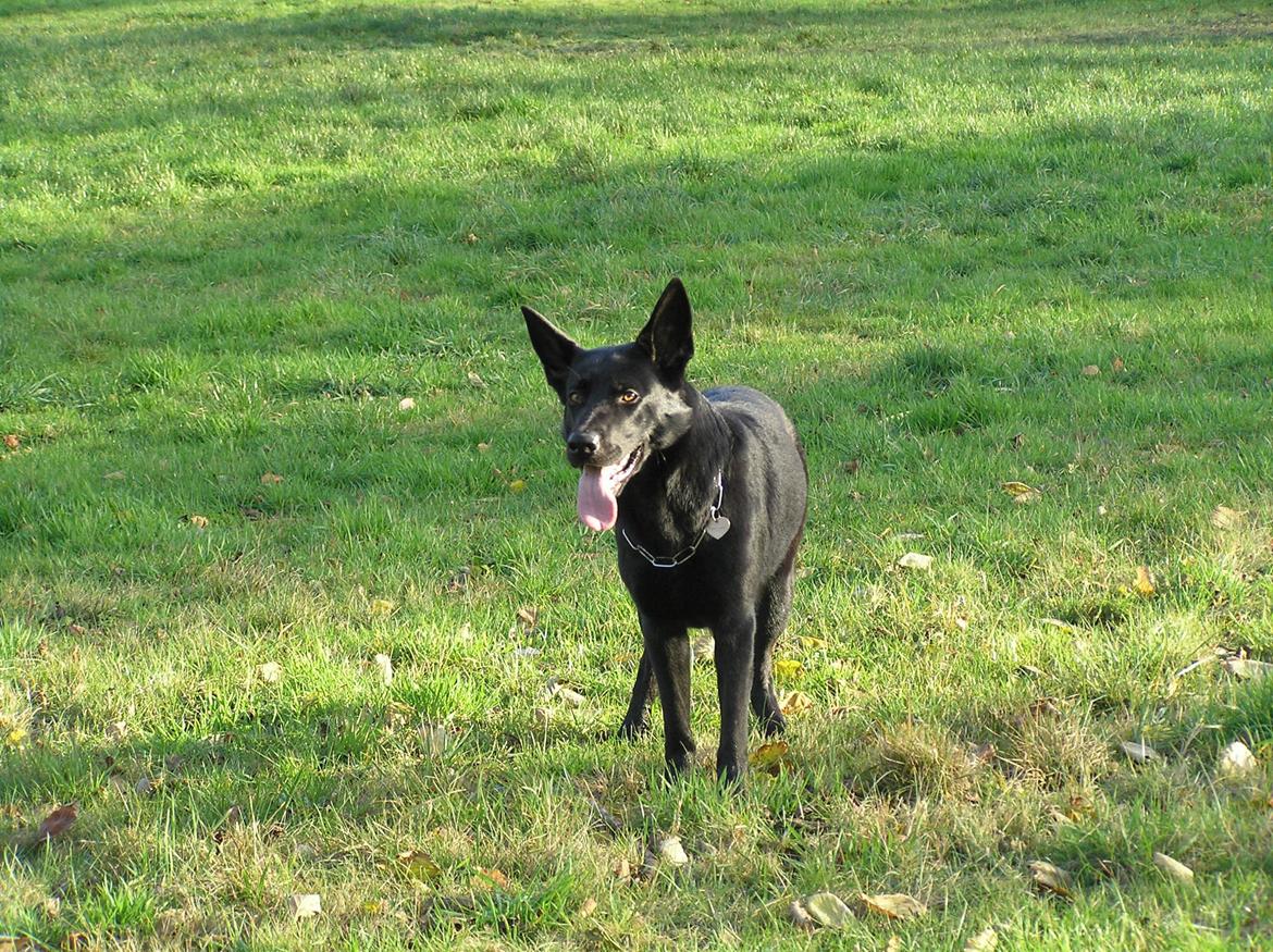 Schæferhund LP's Evita "Shiva" billede 11