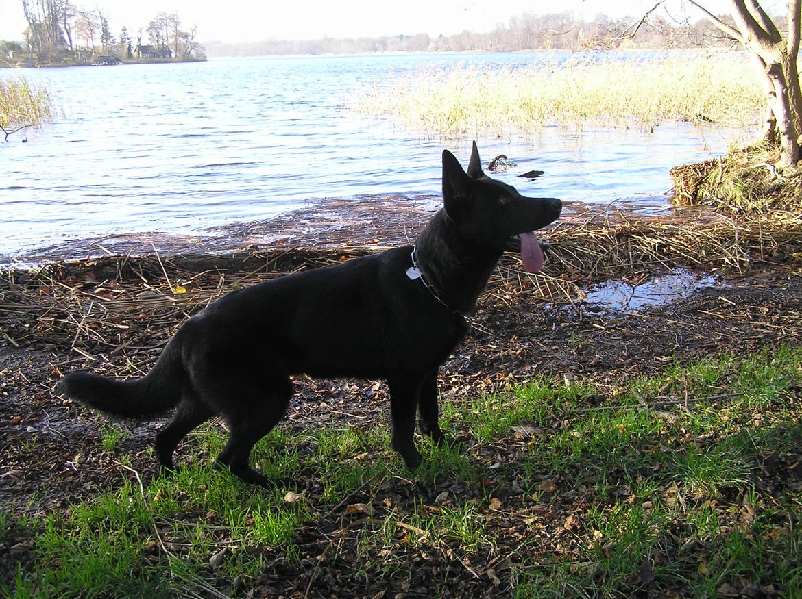 Schæferhund LP's Evita "Shiva" billede 12