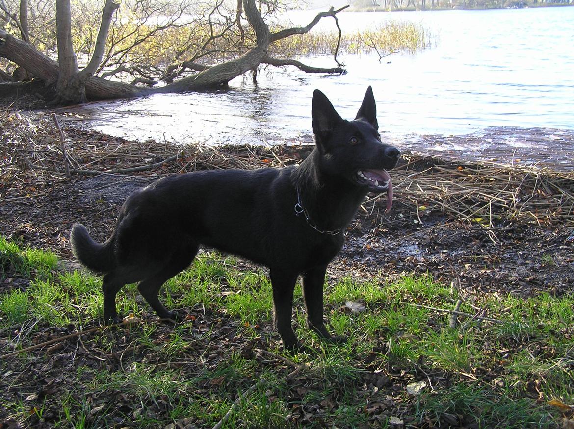 Schæferhund LP's Evita "Shiva" billede 13