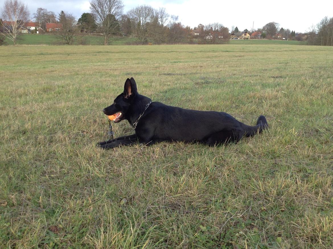 Schæferhund LP's Evita "Shiva" billede 7