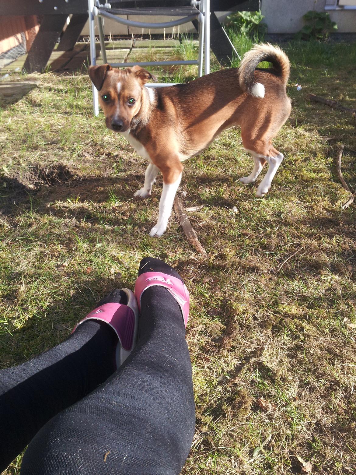 Blanding af racer coco - nyder solen i haven :-) billede 8