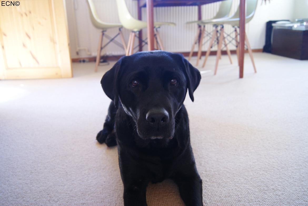 Labrador retriever Stella Nova - Forår 2014 billede 7