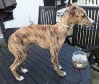 Whippet Ludvig (Himmelhund) billede 12