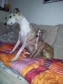 Whippet Ludvig (Himmelhund) billede 13