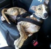 Whippet Ludvig (Himmelhund) billede 14