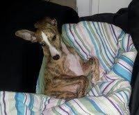 Whippet Ludvig (Himmelhund) billede 15