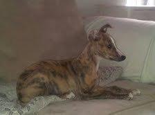 Whippet Ludvig (Himmelhund) billede 16