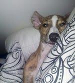 Whippet Ludvig (Himmelhund) billede 17