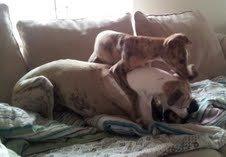 Whippet Ludvig (Himmelhund) billede 18