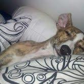 Whippet Ludvig (Himmelhund) billede 19