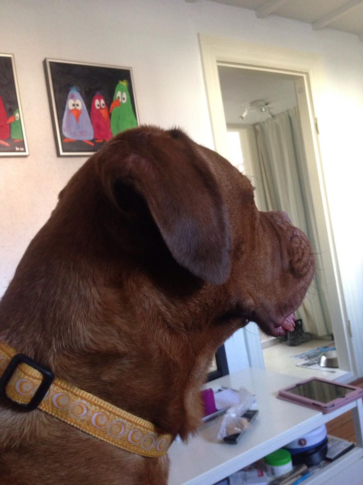 Dogue de bordeaux Monty billede 1