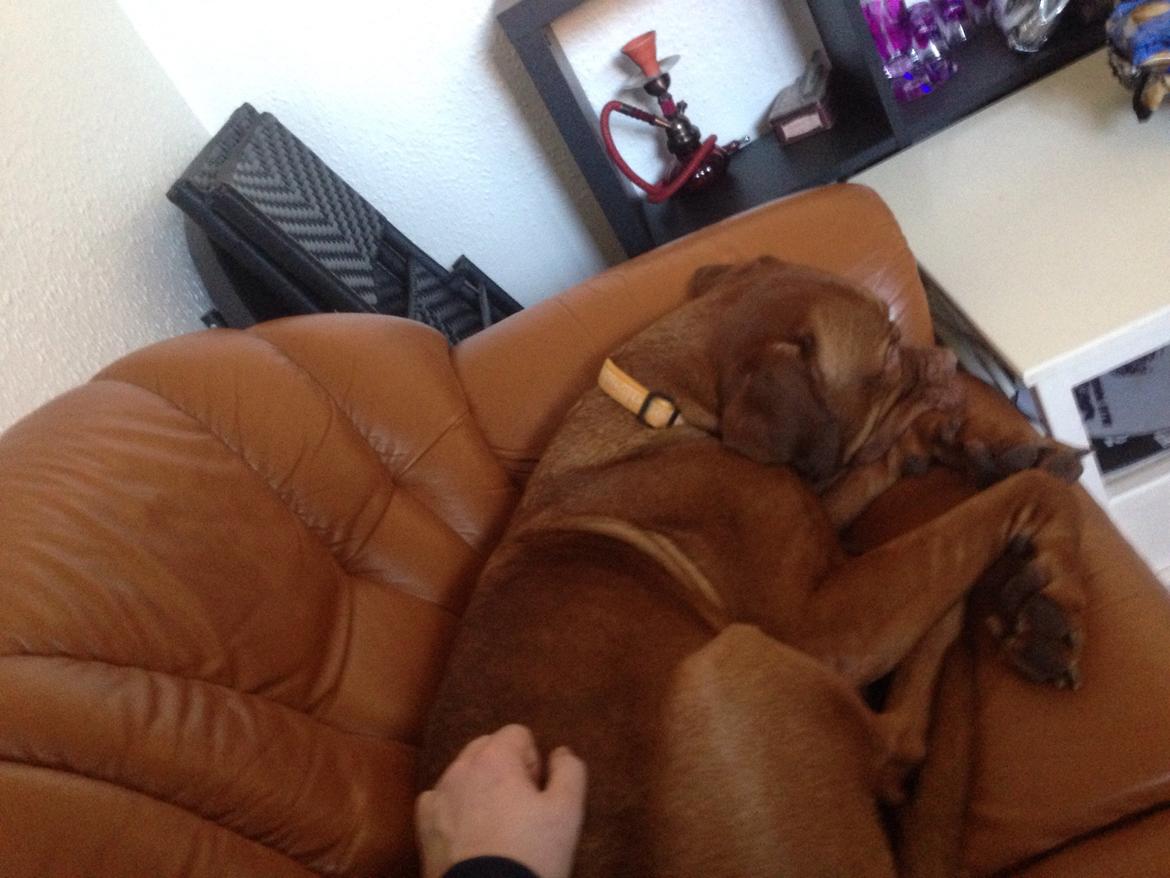 Dogue de bordeaux Monty billede 2