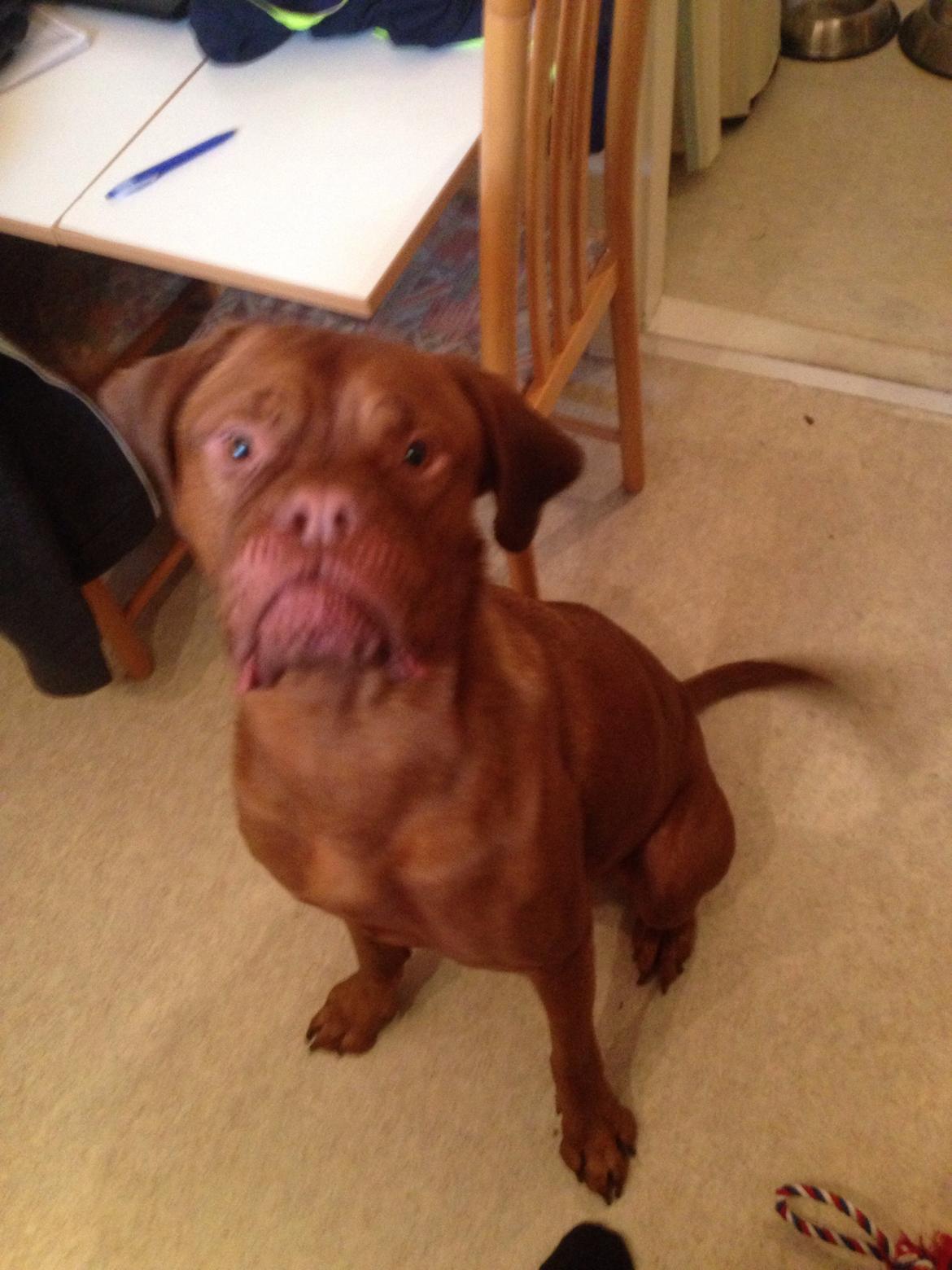 Dogue de bordeaux Monty billede 3