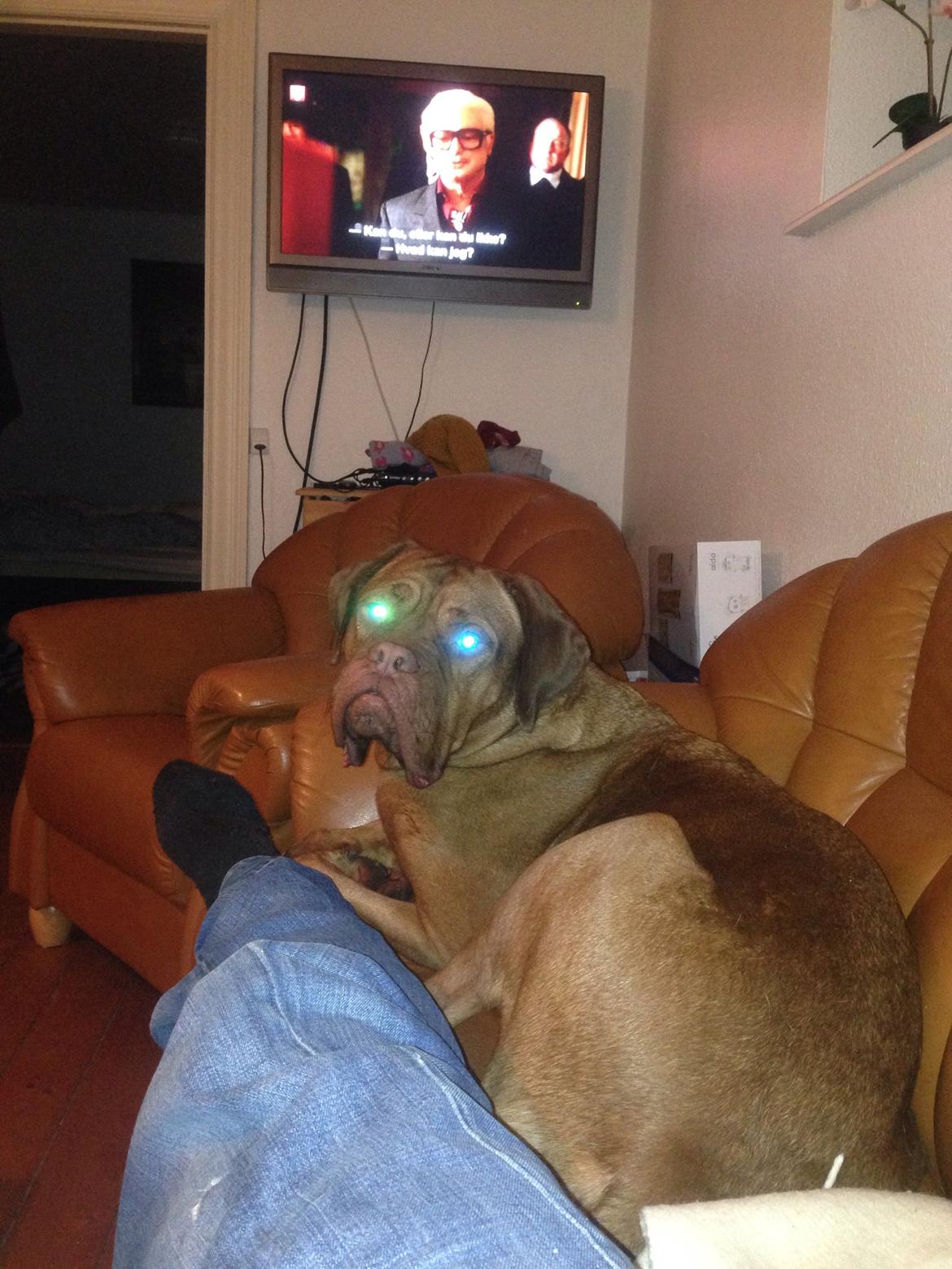 Dogue de bordeaux Monty billede 4