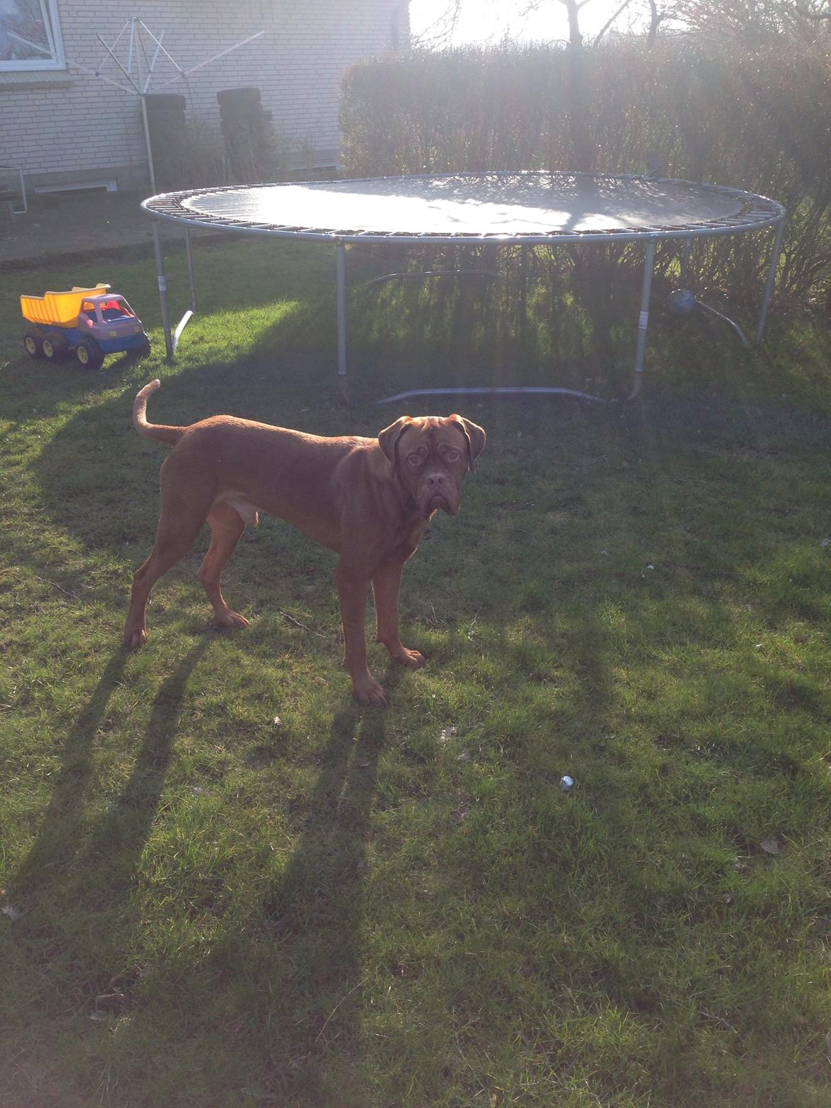 Dogue de bordeaux Monty billede 5