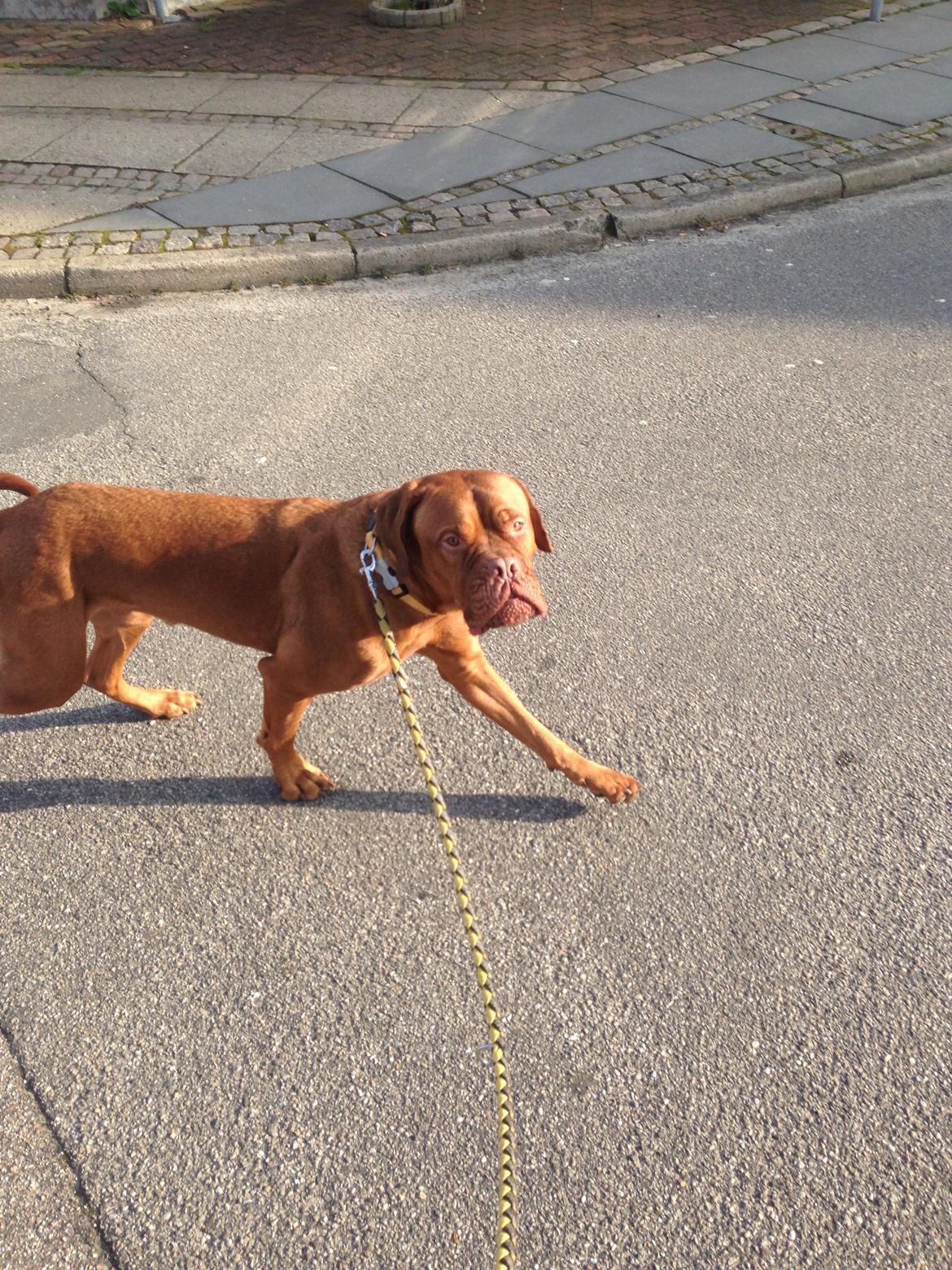 Dogue de bordeaux Monty billede 6