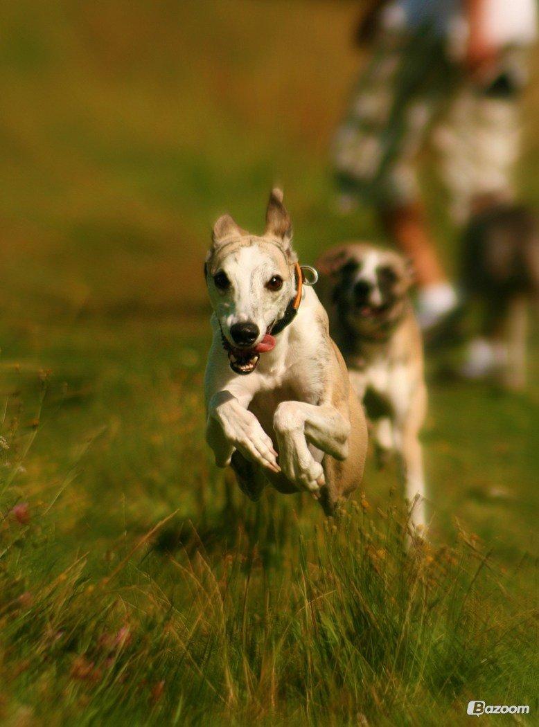 Whippet Hugo (Himmelhund) billede 1