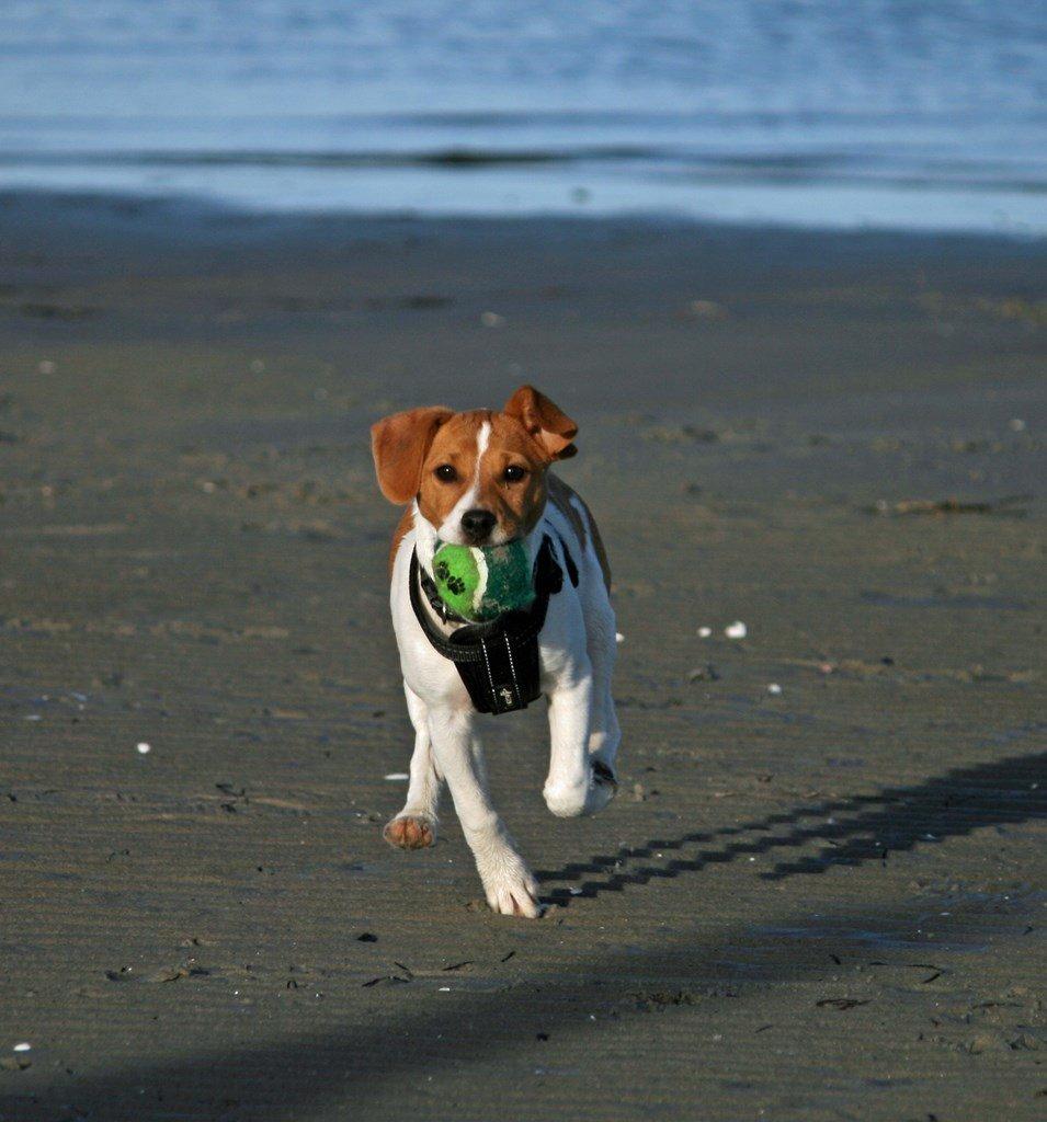 Dansk svensk gaardhund Sørøver Zallie - Zallie på sin første strandtur her hos mig. billede 15