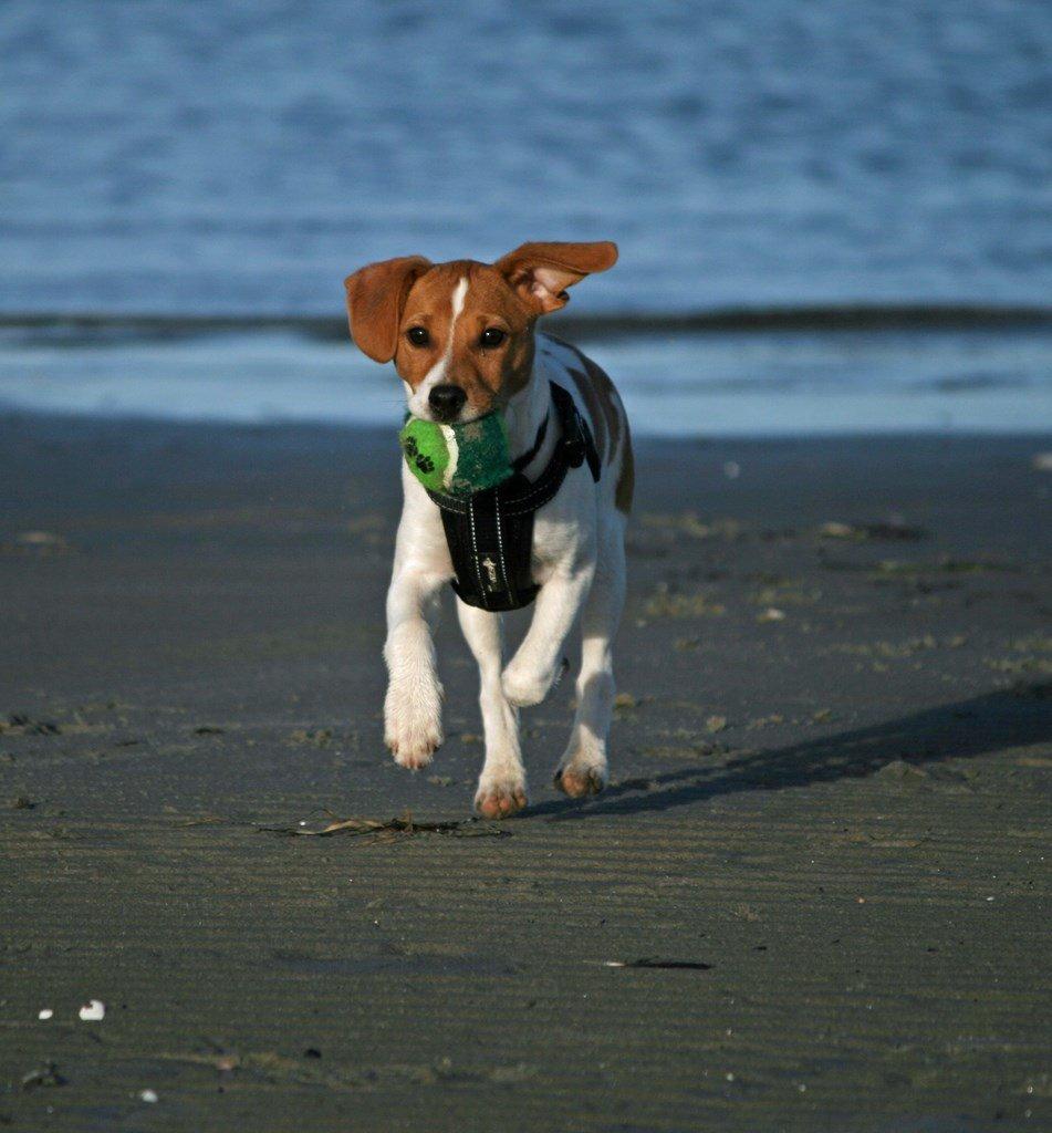 Dansk svensk gaardhund Sørøver Zallie - Wee, se mig.. billede 18