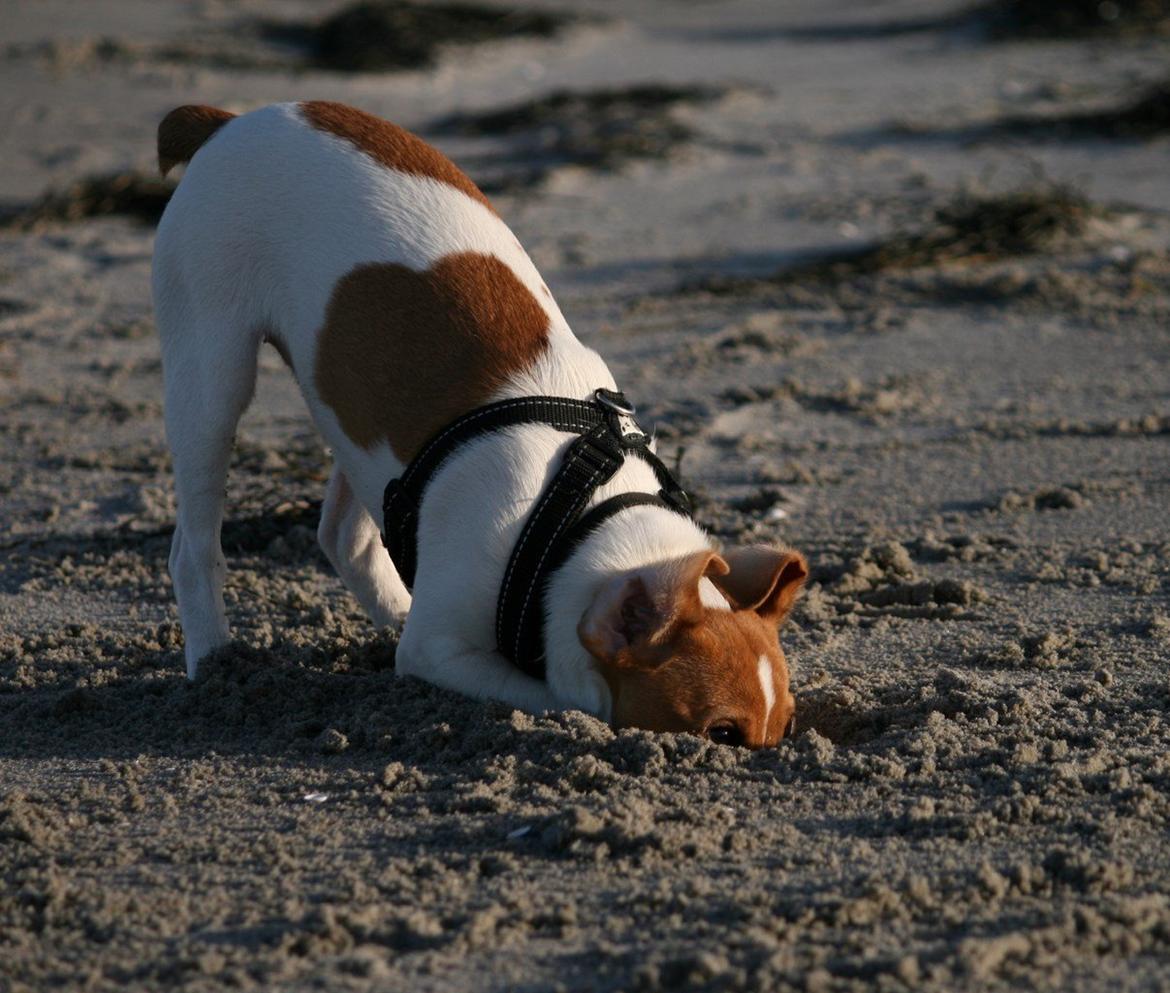 Dansk svensk gaardhund Sørøver Zallie - Uuuuuh, grave er godt for musklerne. billede 16