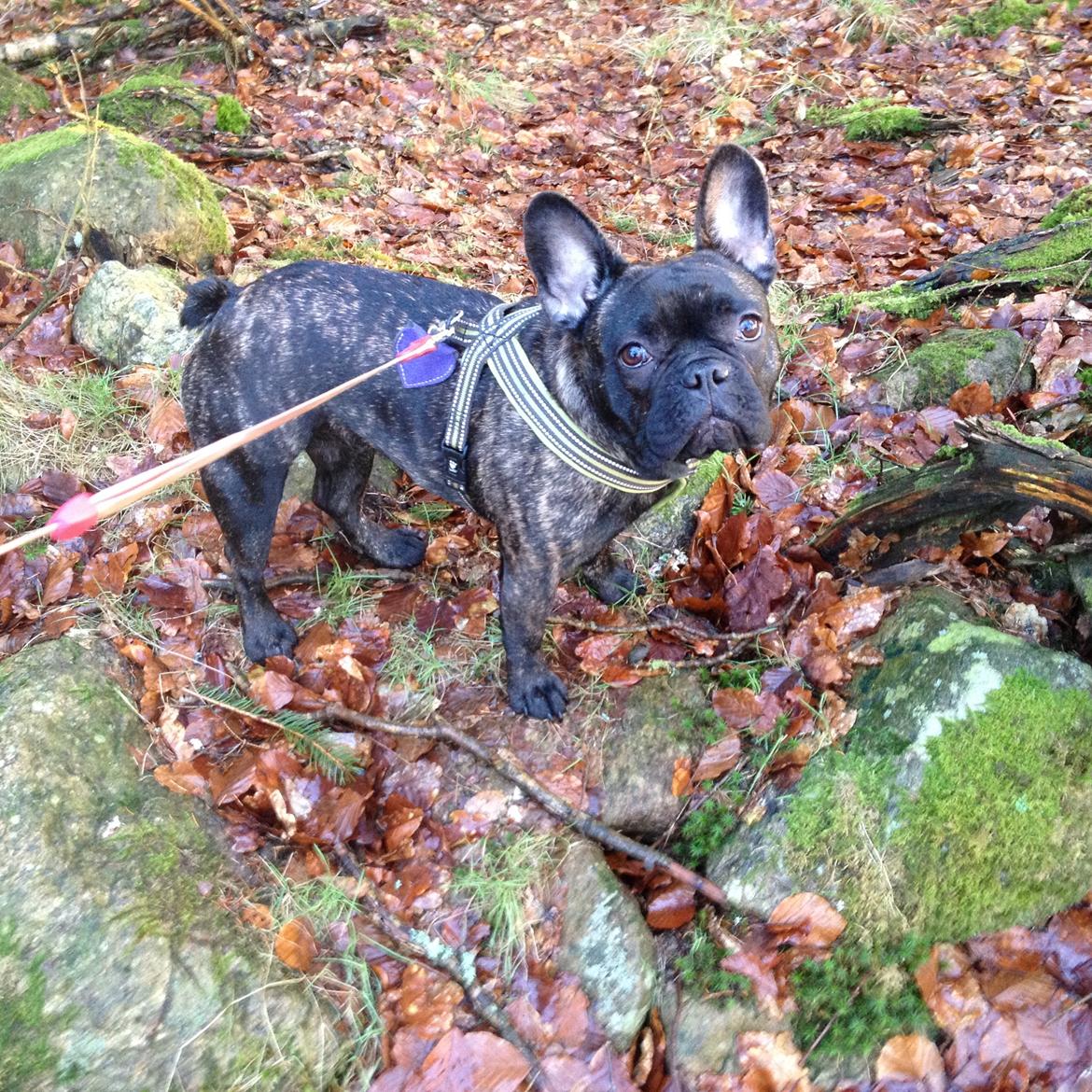 Fransk bulldog *Babette* - Babette 9 mdr. billede 7